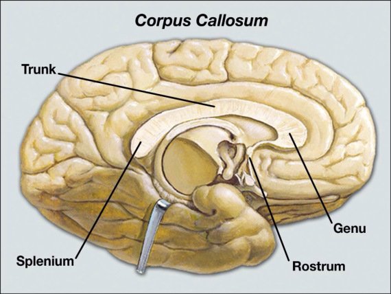 Corpus Callosum Anatomy