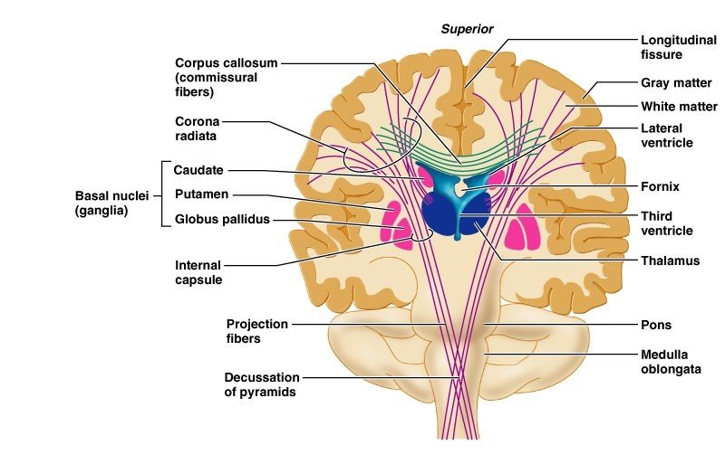 Corpus Callosum