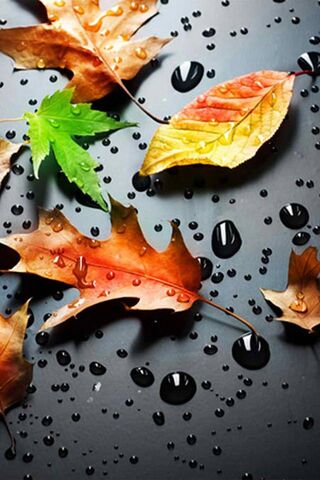 Wet Leaves