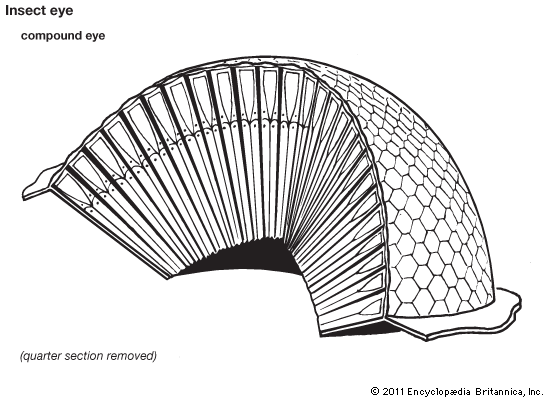 insect eye