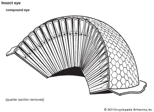 insect eye