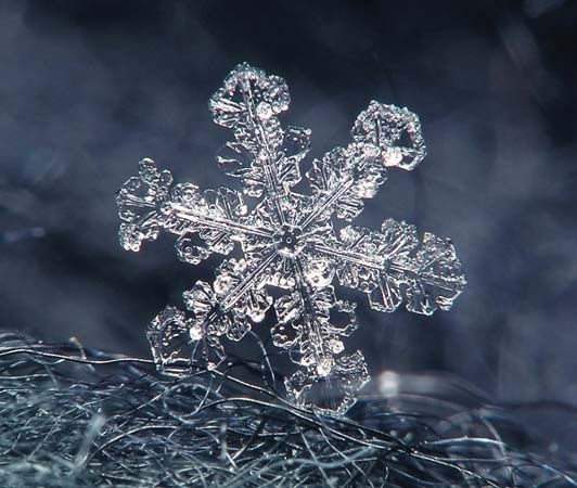 snowflake on a wool coat