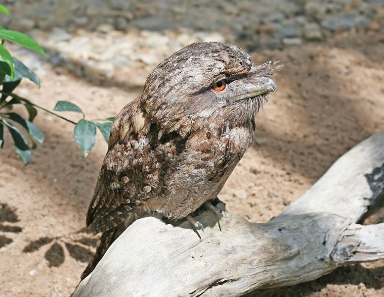 ضفدع بابوان (Podargus papuensis).