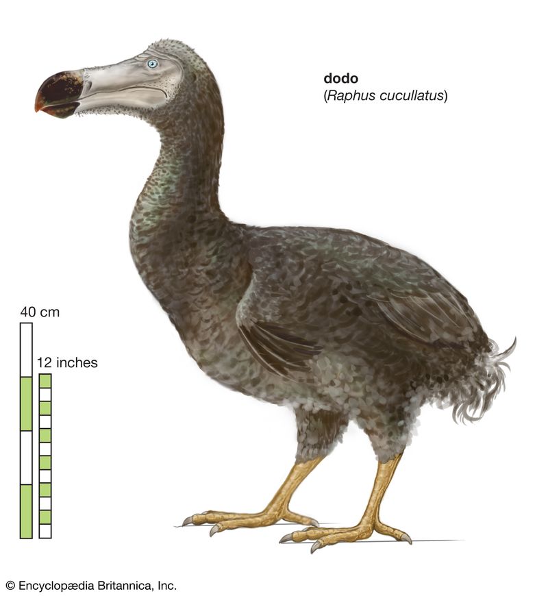 عنوان المقال: طائر الدودو.  الاسم العلمي: Raphus cucullatus ؛  حيوان؛  الطير