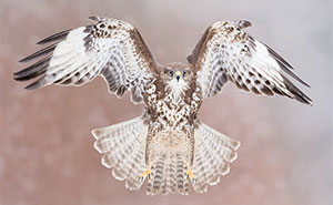 Photographer Captured 30 Shots Showcasing The Elegance Of Birds