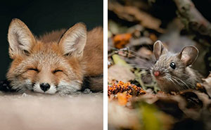 40 Stunning Close-Up Images Of Wildlife Taken By This Finnish Photographer