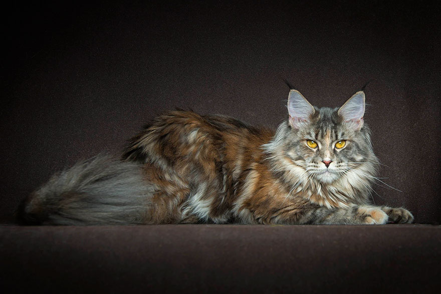 Maine Coon Cat