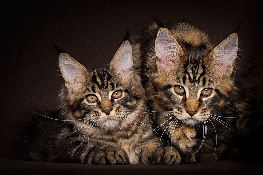 Maine Coon Cat