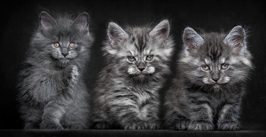 Maine Coon Cat