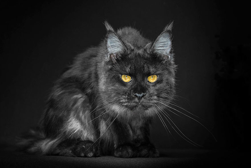 Maine Coon Cat