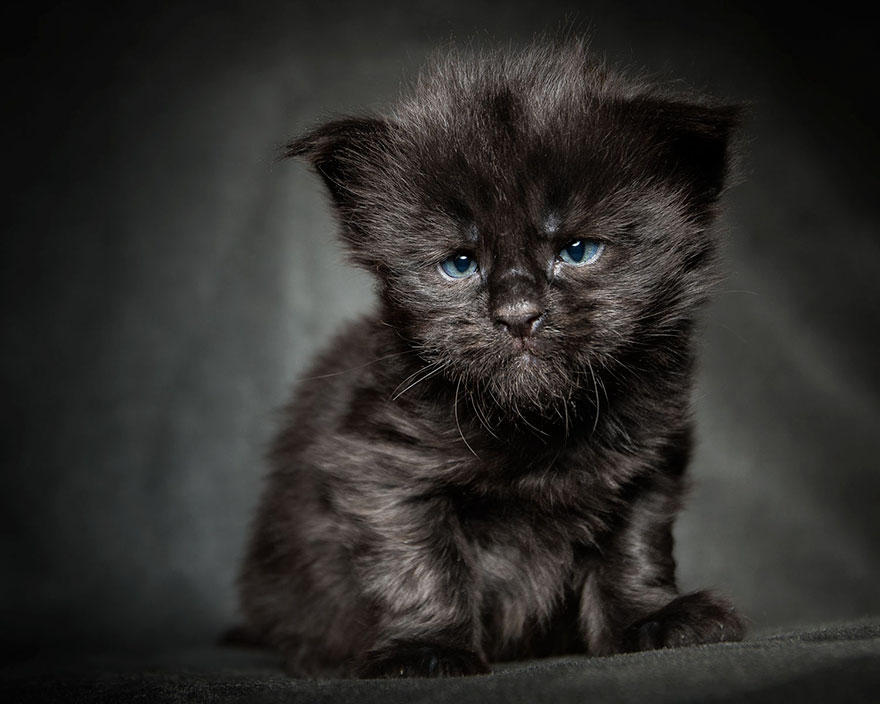 Maine Coon Cat