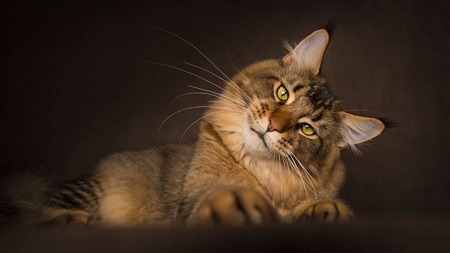 Maine Coon Cat