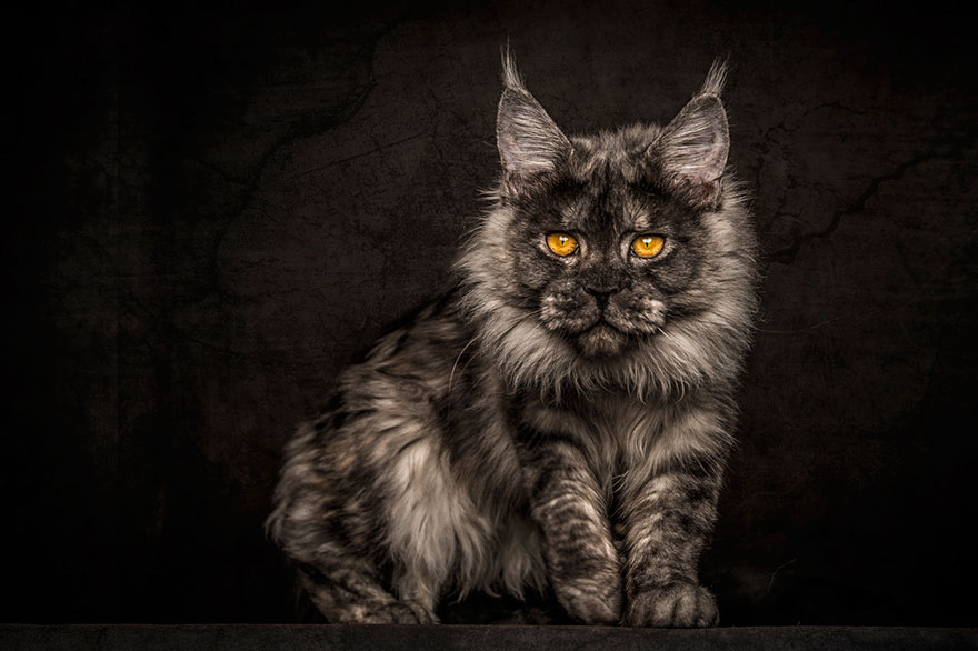 Maine Coon Cat