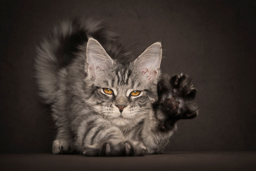 Maine Coon Cat