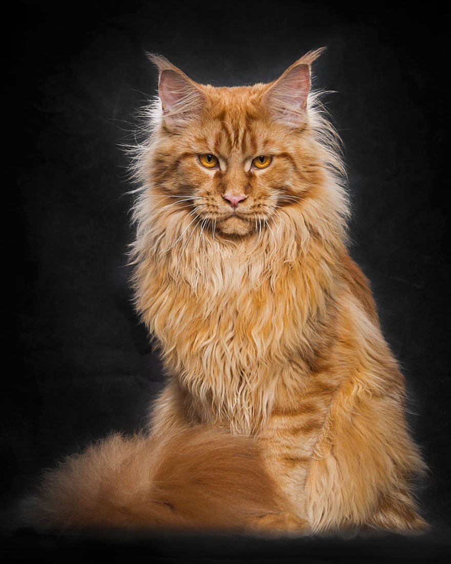 Maine Coon Cat