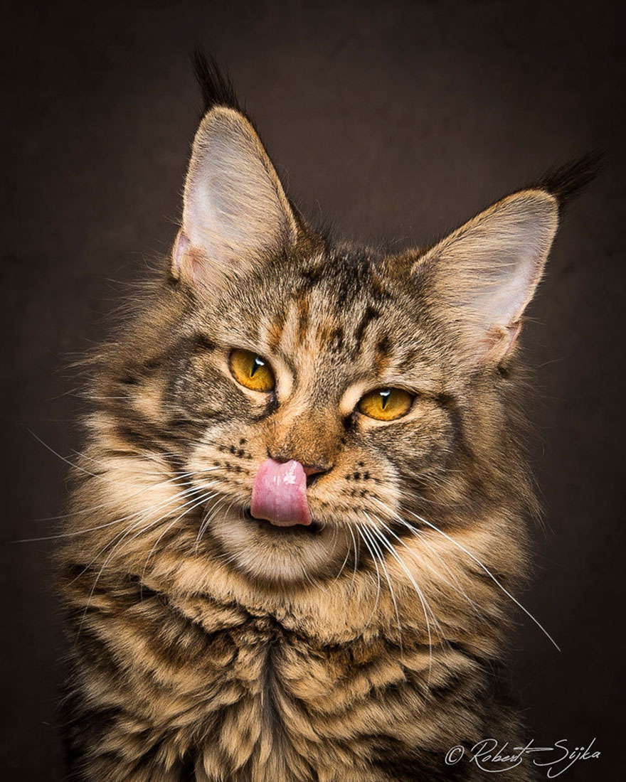 Maine Coon Cat