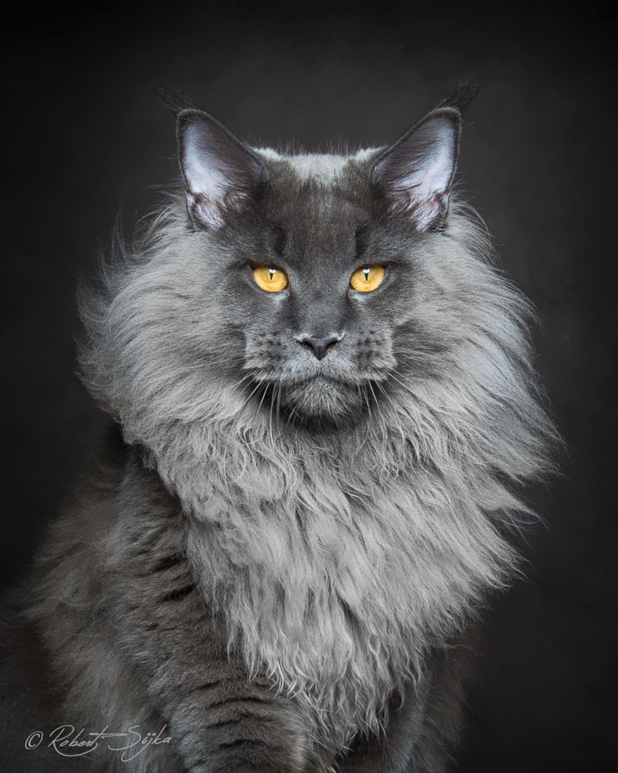 Maine Coon Cat