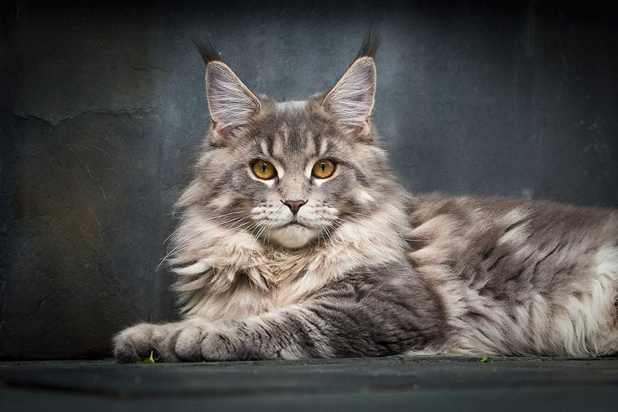 Maine Coon Cat