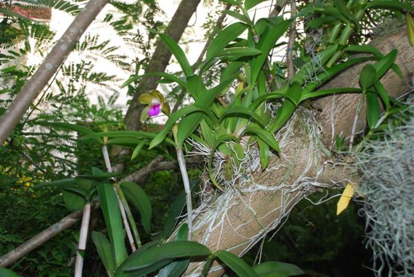 Como cultivar orquídeas sobre los árboles