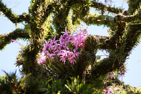 Como cultivar orquídeas sobre los árboles