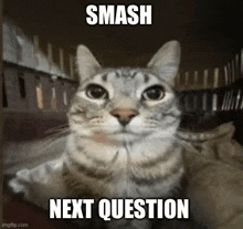 a cat with the words `` smash next question '' written on its face .