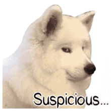 a white dog is looking at the camera with the words suspicious written on it .