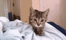 a kitten laying on a person 's shoulder looking at the camera