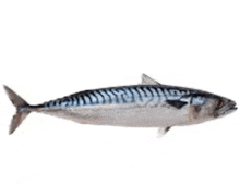 a mackerel is swimming on a white background .