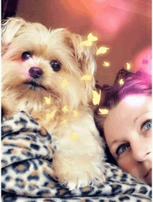 a woman is laying on a leopard print blanket with a small dog .