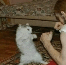 a white cat is standing on its hind legs next to a person .