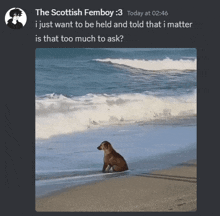 a picture of a dog on a beach with the caption " the scottish femboy : 3 "