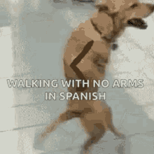 the dog is walking with no arms in spanish .