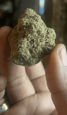 a close up of a person holding a piece of marijuana in their hand