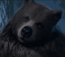 a close up of a bear 's face with the vd 1.1.33 displayed on the bottom