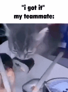 a cat is laying on a table with the caption " i got it my teammate "