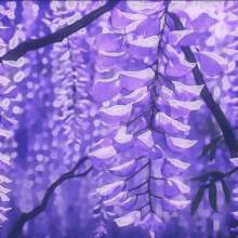 a painting of purple and white flowers on a tree branch