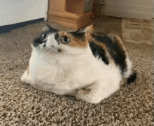 a calico cat is sitting on a carpet on the floor .