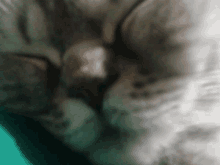 a close up of a cat 's face with a blurred background