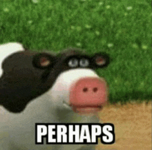 a black and white cow with a big pink nose and the words `` perhaps '' on it .