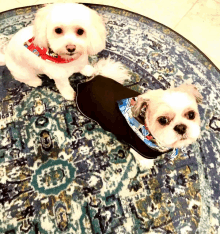 two small white dogs sitting on a rug one wearing a black coat