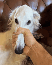 a person holding a dog 's nose with their hand