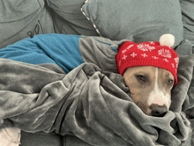 a dog is wrapped in a blanket and wearing a santa hat