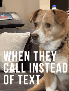 a brown and white dog laying on a couch with the words " when they call instead of text "