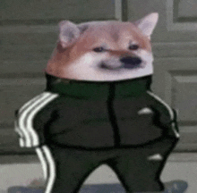 a shiba inu dog wearing a jacket and pants is standing on a skateboard .