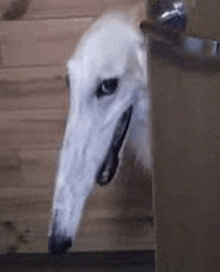 a white dog with a long nose is peeking out from behind a door .