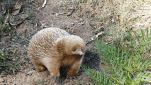 a small hedgehog is standing in the dirt and grass