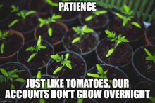 a picture of potted plants with the caption patience just like tomatoes our accounts don t grow overnight