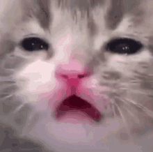 a close up of a cat 's face with its mouth open .