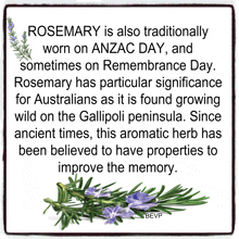 a poster that says rosemary is also traditionally worn on anzac day and sometimes on remembrance day