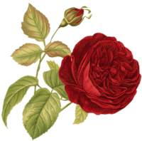 a red rose with green leaves and a bud on a white background